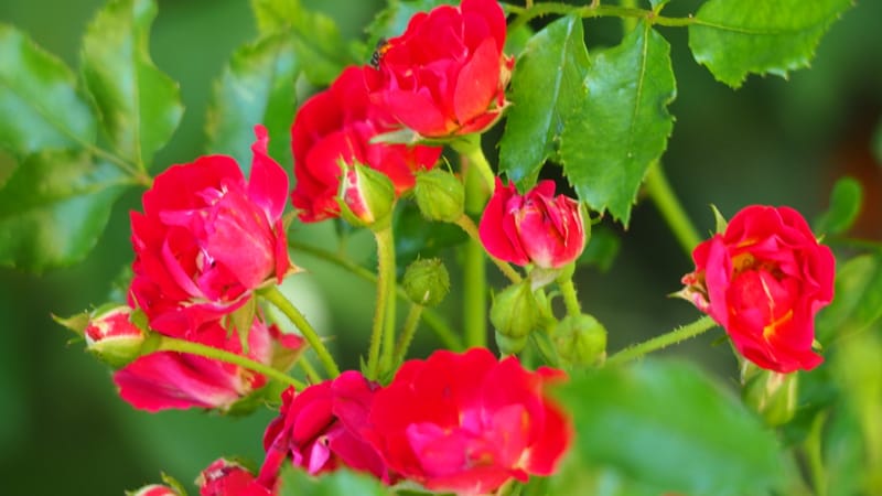 Promenade dans mon jardin