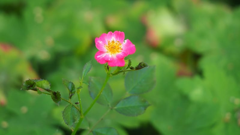 Promenade dans mon jardin