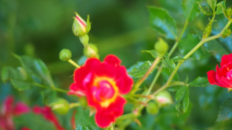 Promenade dans mon jardin