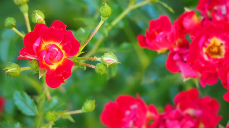 Promenade dans mon jardin