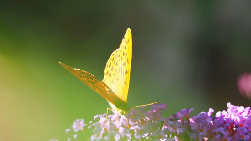 Promenade dans mon jardin