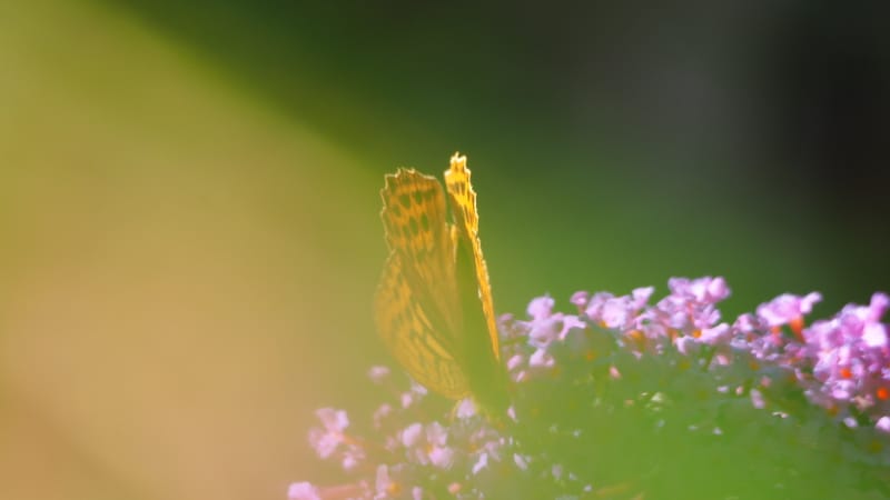 Promenade dans mon jardin