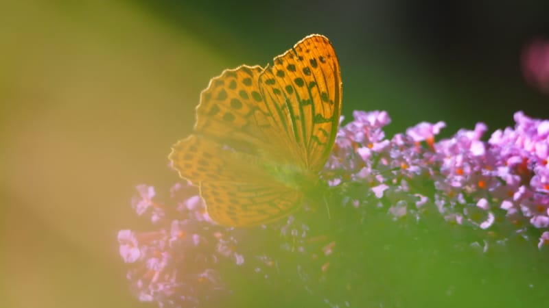Promenade dans mon jardin