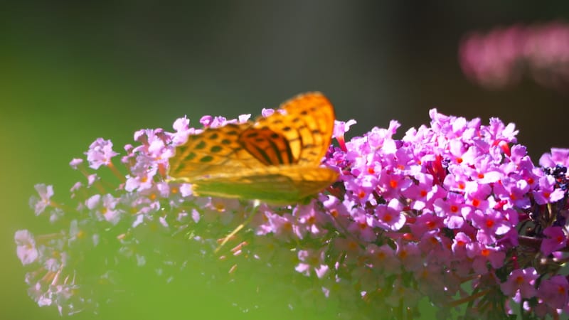 Promenade dans mon jardin
