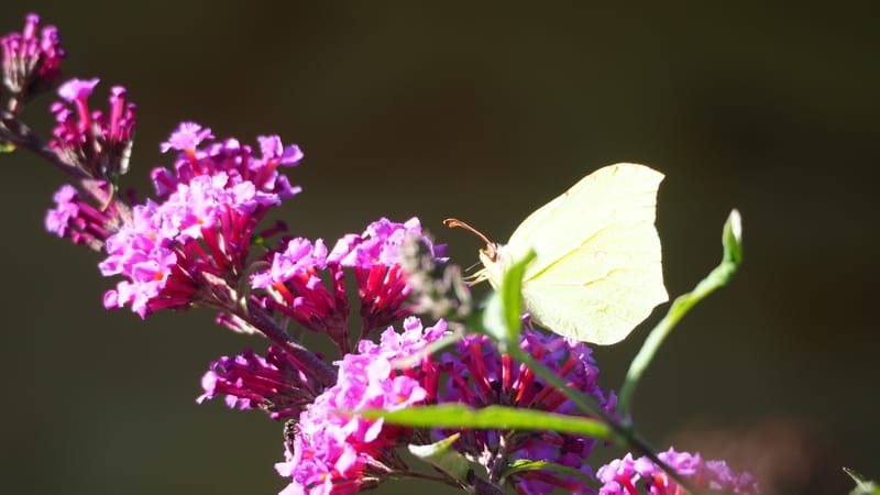 Promenade dans mon jardin