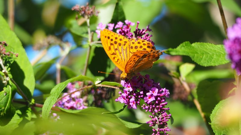 Promenade dans mon jardin