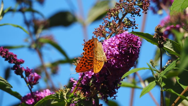 Promenade dans mon jardin