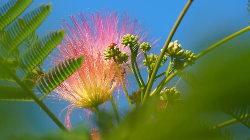 Promenade dans mon jardin