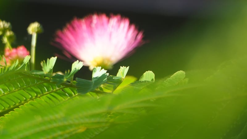 Promenade dans mon jardin