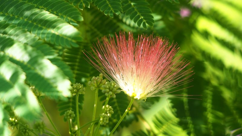 Promenade dans mon jardin