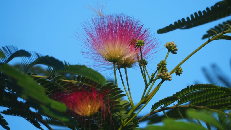 Promenade dans mon jardin