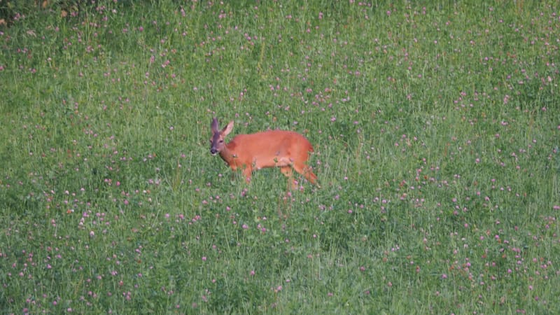 De ma fenêtre, au lever du jour