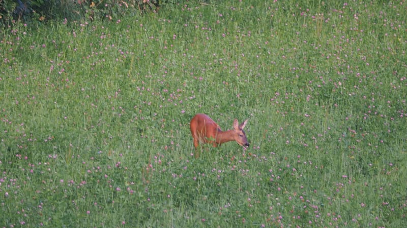 De ma fenêtre, au lever du jour