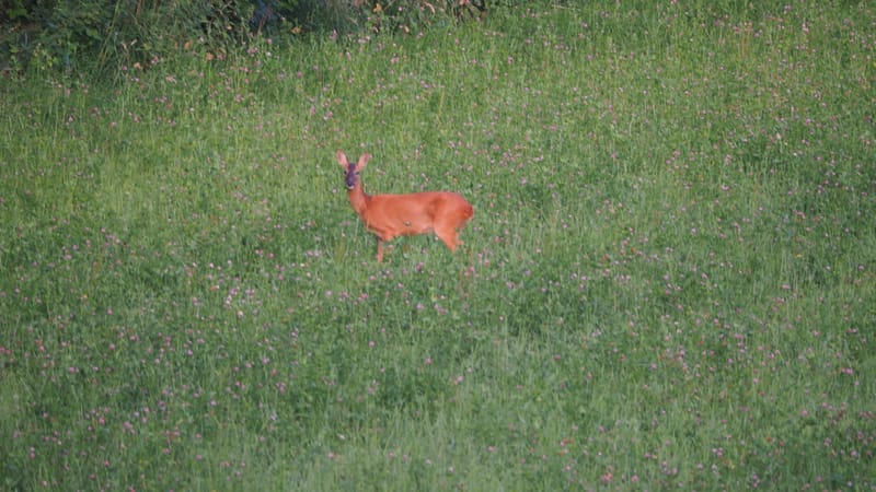 De ma fenêtre, au lever du jour