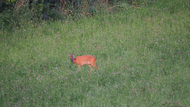De ma fenêtre, au lever du jour