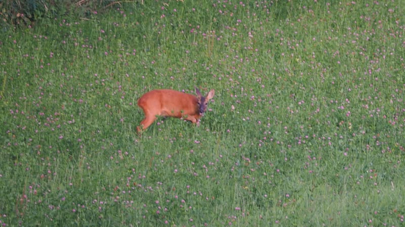 De ma fenêtre, au lever du jour