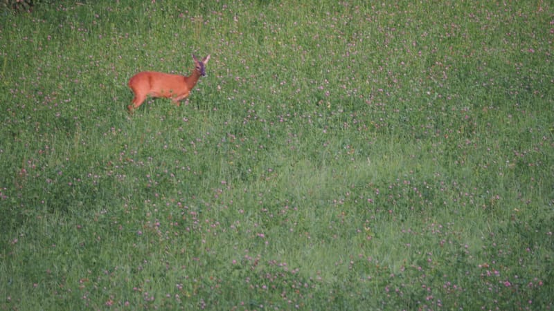 De ma fenêtre, au lever du jour