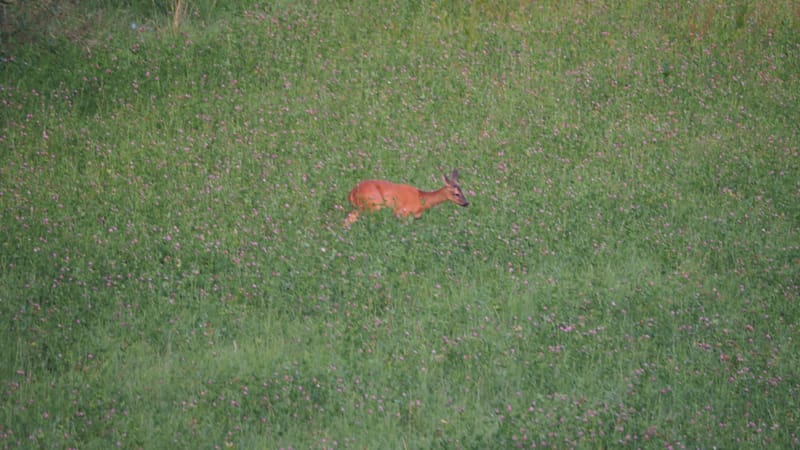 De ma fenêtre, au lever du jour