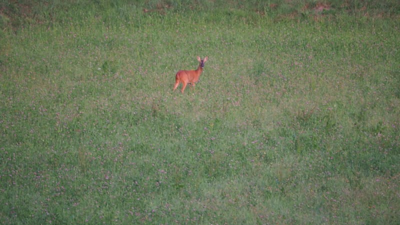 De ma fenêtre, au lever du jour
