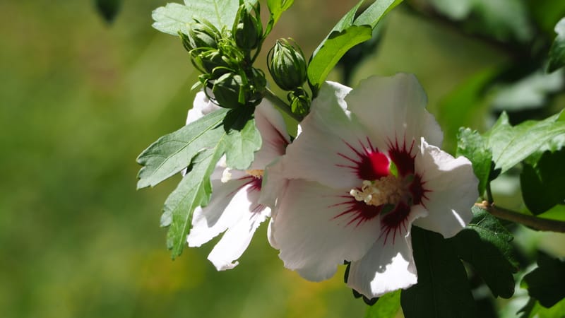 Promenade dans mon jardin
