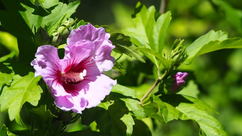 Promenade dans mon jardin