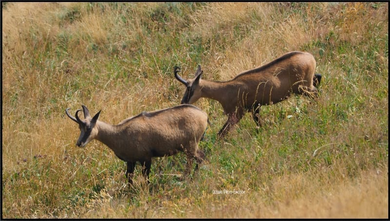 Jeune couple de chamois dans les Vosges