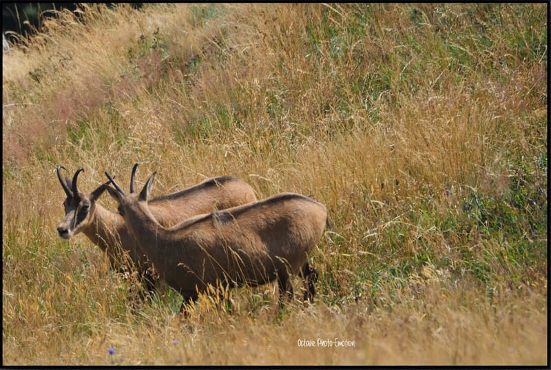 Jeune couple de chamois dans les Vosges