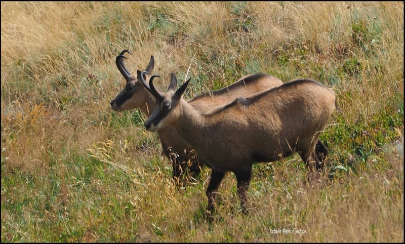 Jeune couple de chamois dans les Vosges