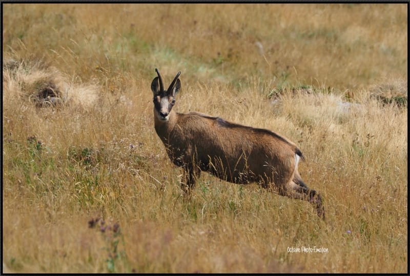 Jeune couple de chamois dans les Vosges