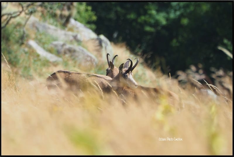 Jeune couple de chamois dans les Vosges