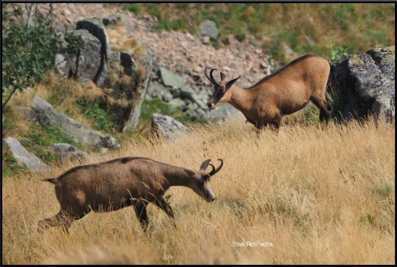 Jeune couple de chamois dans les Vosges