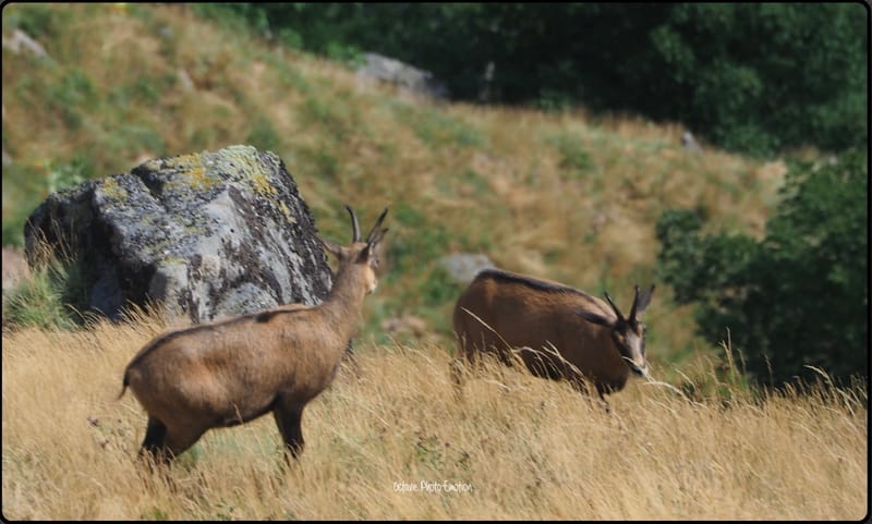 Jeune couple de chamois dans les Vosges