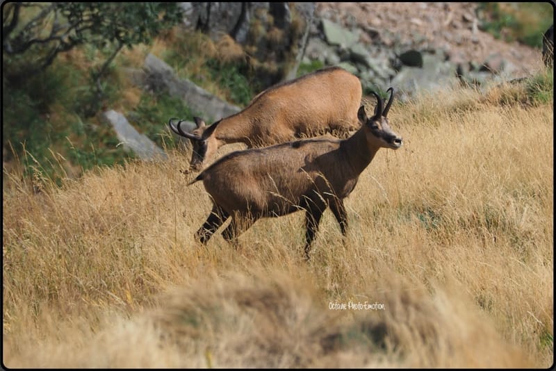 Jeune couple de chamois dans les Vosges