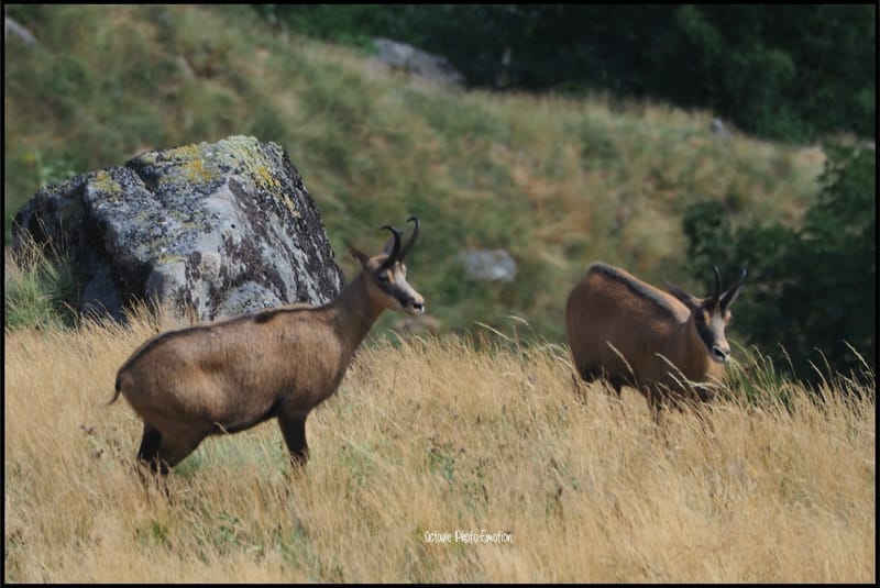 Jeune couple de chamois dans les Vosges