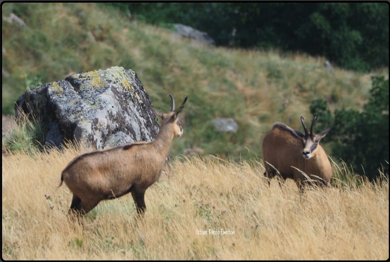 Jeune couple de chamois dans les Vosges