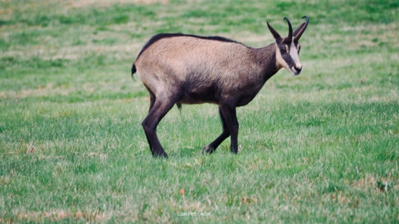 Zoom sur le chamois des Vosges, chèvre des montagnes