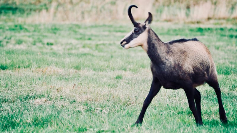 Zoom sur le chamois des Vosges, chèvre des montagnes