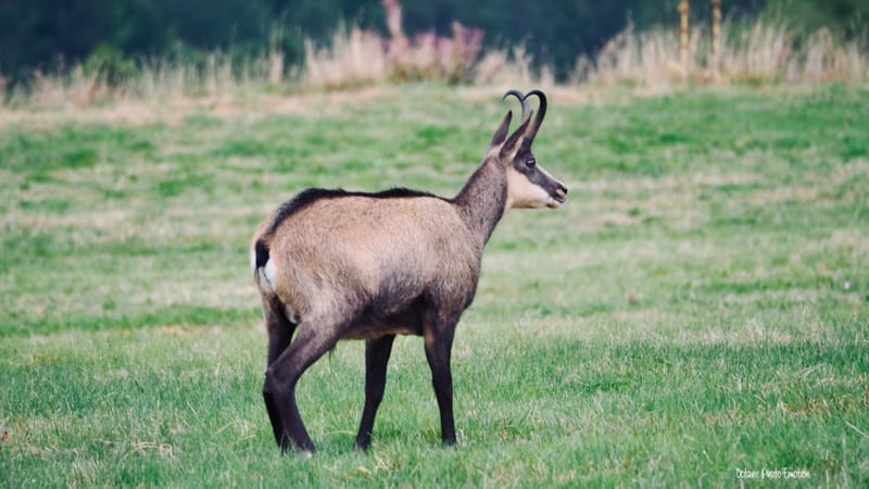Zoom sur le chamois des Vosges, chèvre des montagnes