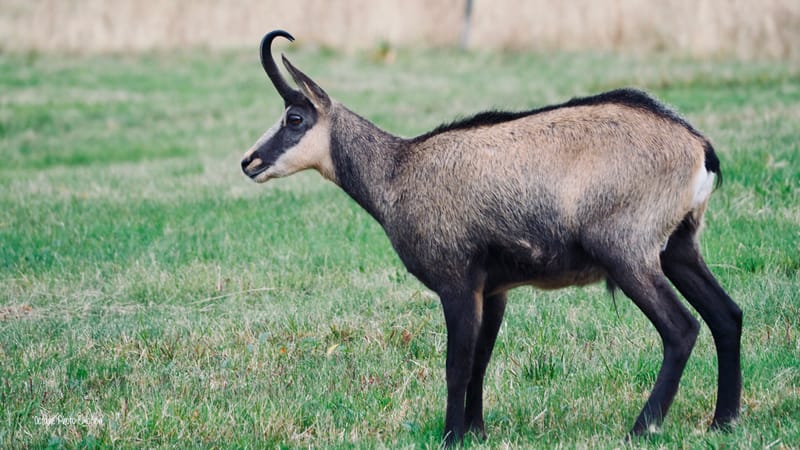 Zoom sur le chamois des Vosges, chèvre des montagnes