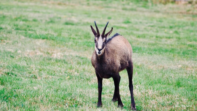 Zoom sur le chamois des Vosges, chèvre des montagnes