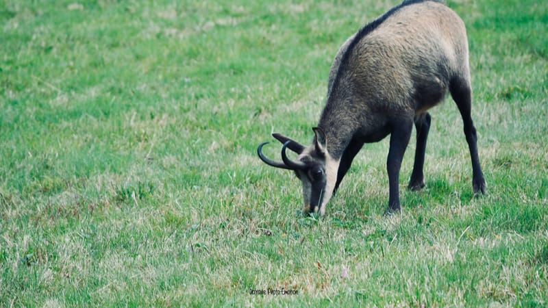 Zoom sur le chamois des Vosges, chèvre des montagnes