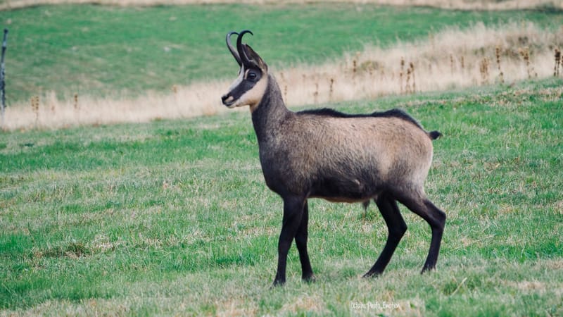 Zoom sur le chamois des Vosges, chèvre des montagnes