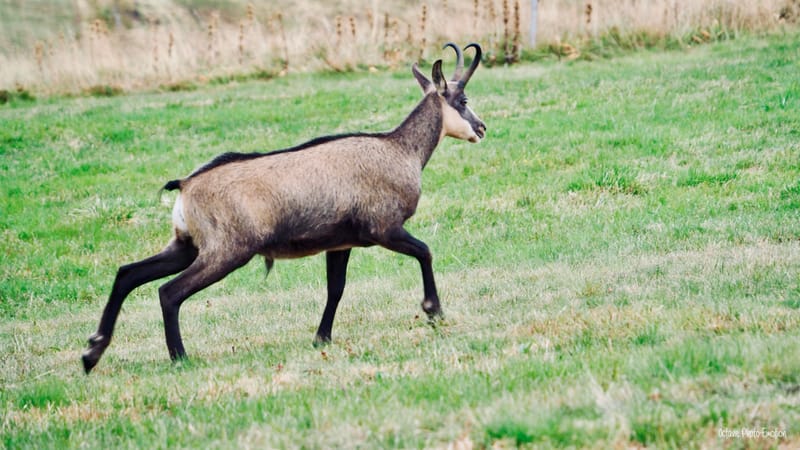 Zoom sur le chamois des Vosges, chèvre des montagnes