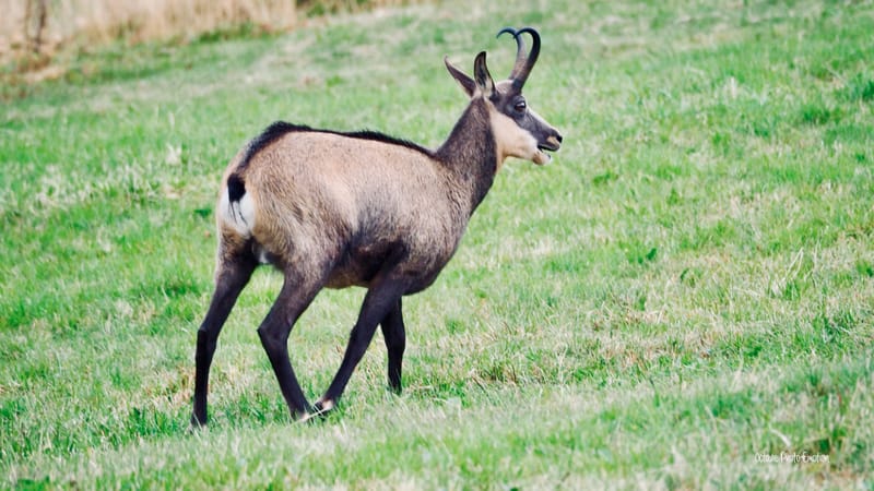 Zoom sur le chamois des Vosges, chèvre des montagnes