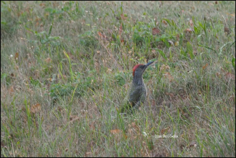 Les oiseaux de mon jardin