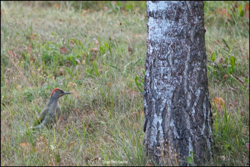 Les oiseaux de mon jardin