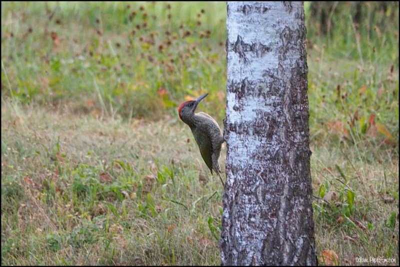 Les oiseaux de mon jardin
