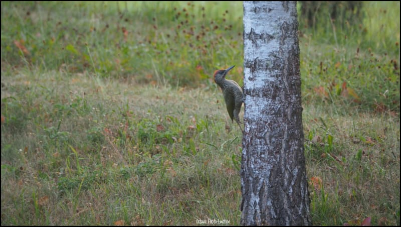 Les oiseaux de mon jardin