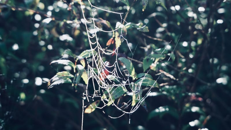 Toile d'araignée et perles de rosée