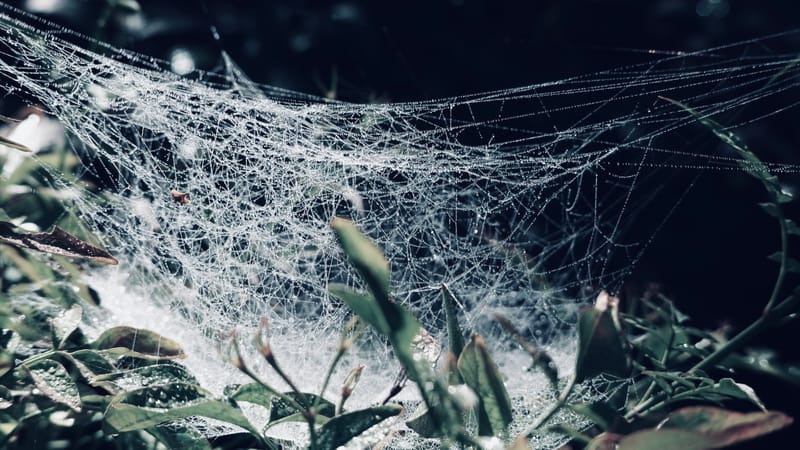 Toile d'araignée et perles de rosée